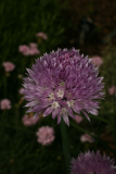 Allium schoenoprasum RCP5-10 352.jpg